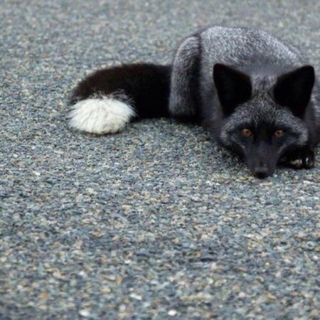 Чернобурая лиса