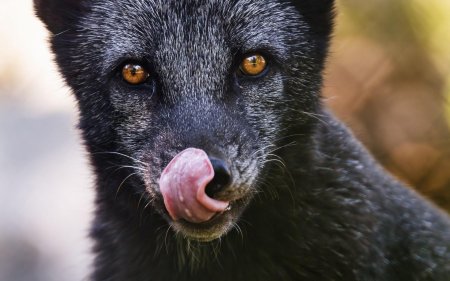 Черный песец