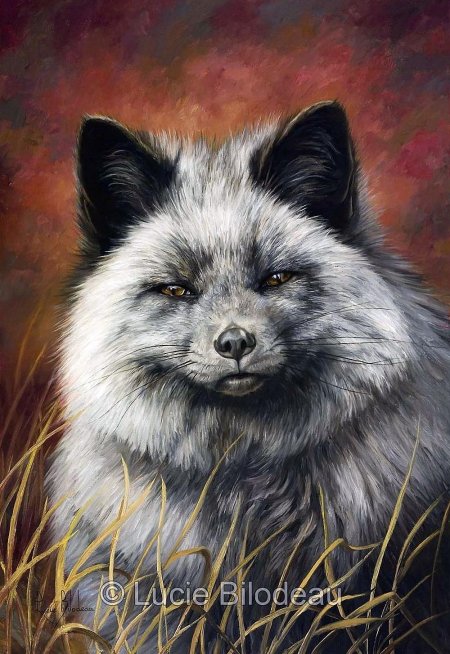 Серебристая лиса