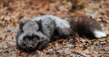 Лиса чернобурка