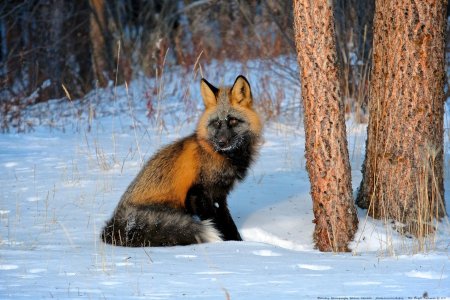 Крестовка / cross fox