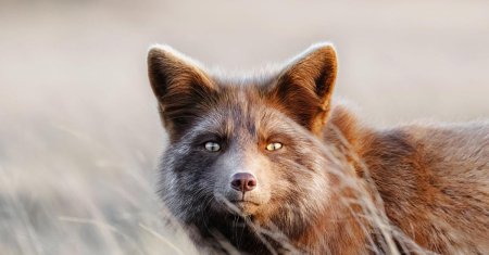 Лисица чернобурая