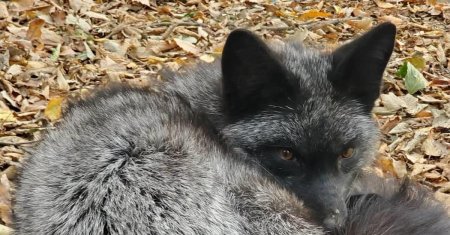 Лиса чернобурка