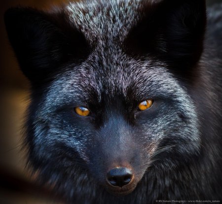 Чернобурая лиса с голубыми глазами