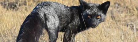 Лиса чернобурая