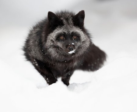 Черно серебристая лиса