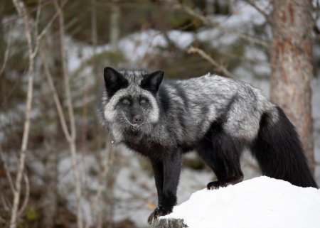 Серебристо черная лисица