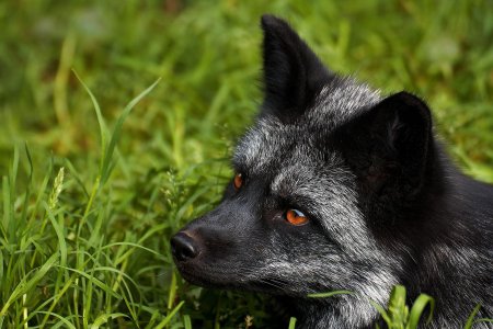 Чернобурая лиса