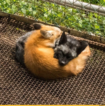 Домашние лисы