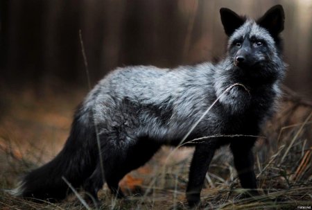 Канадская чернобурая лиса