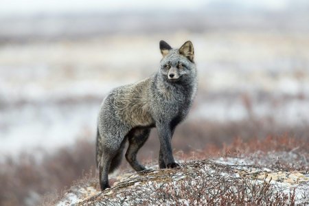 Чернобурка (сиводушка)