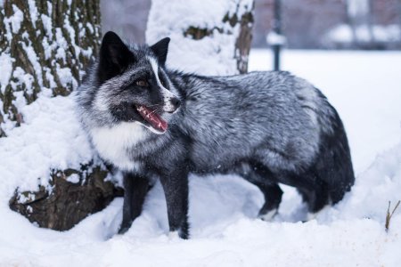 Лиса чернобурка