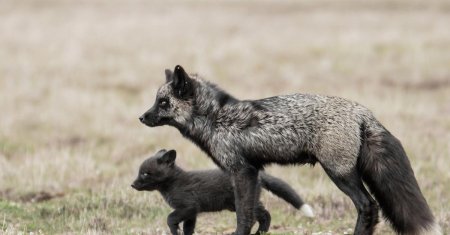 Лисенок чернобурки
