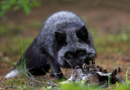 Чернобурая лиса