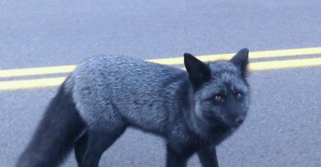 Чернобурая лиса