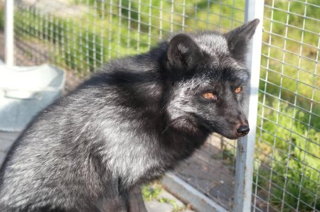 Чернобурая лисица звероферма