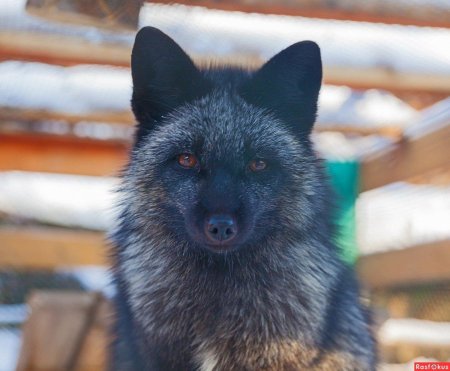 Лиса чернобурка в домашних условиях