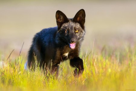 Лисица чернобурая