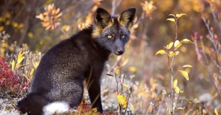 Чернобурая лисица