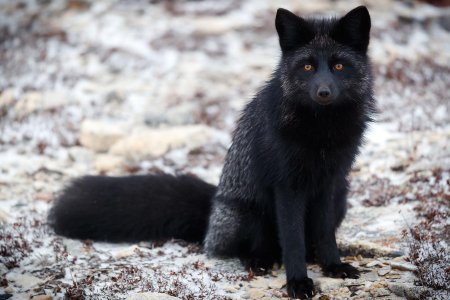 Канадская чернобурая лиса