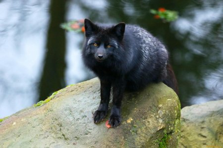 Песец меланист