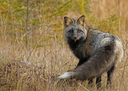 Лиса чернобурка