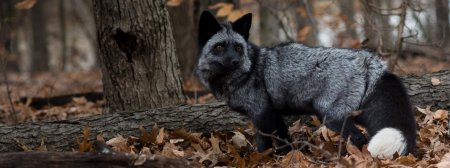 Чернобурая лиса