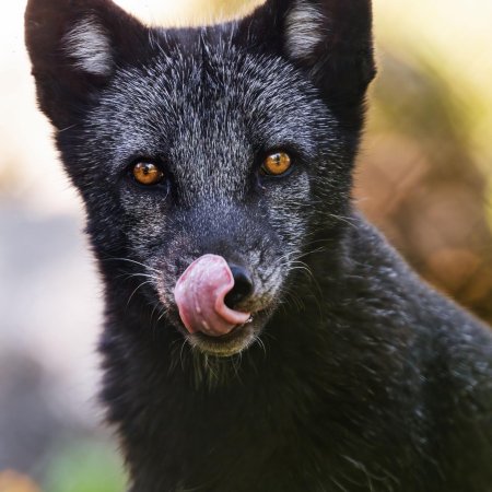 Канадская чернобурая лиса