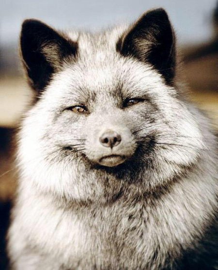 Серебристая лиса