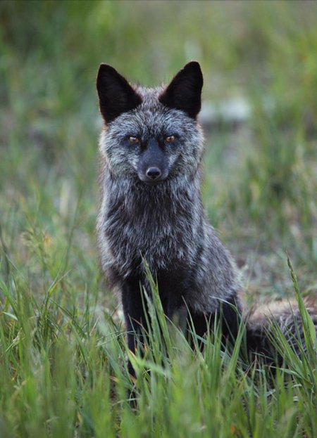 Лиса чернобурка