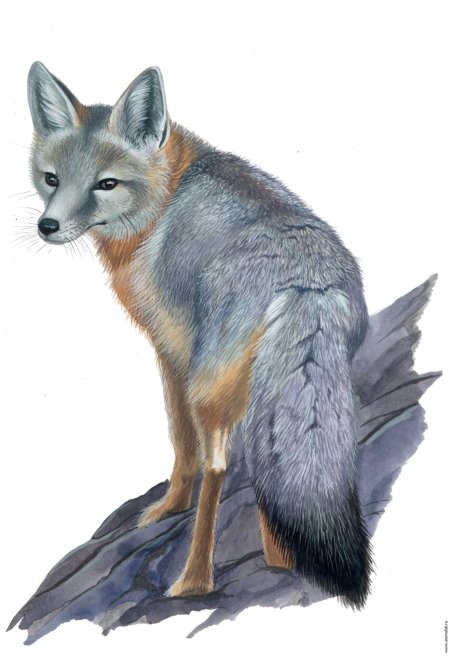 Серая лисица