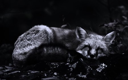 Черно белая лиса