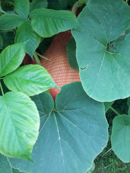 Слив оли тыквы