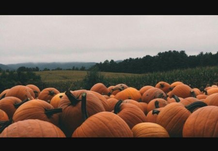 Тыква эстетика