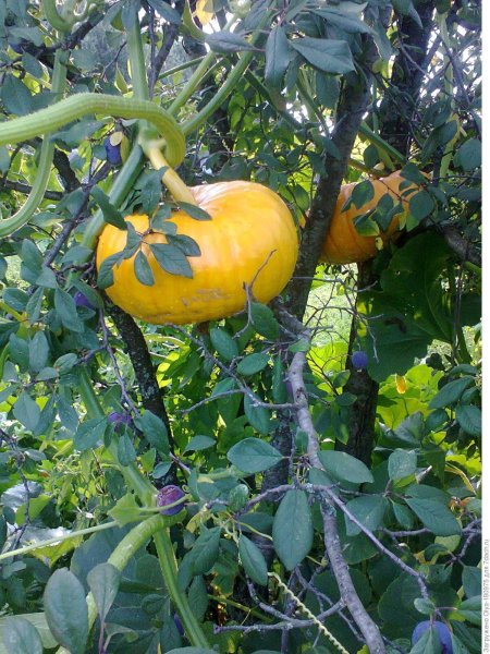 Сорт тыквы