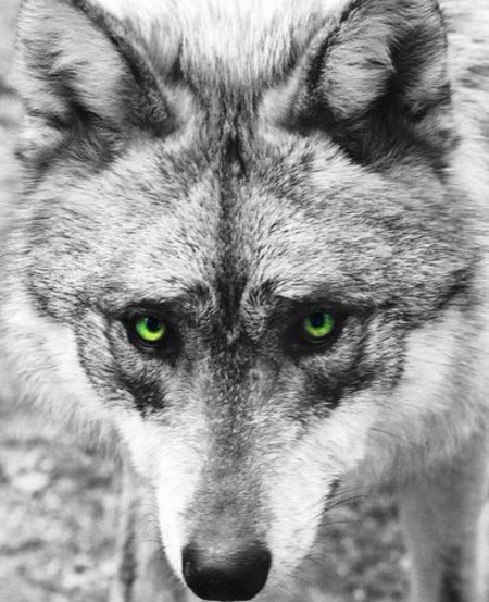 Глаза волка