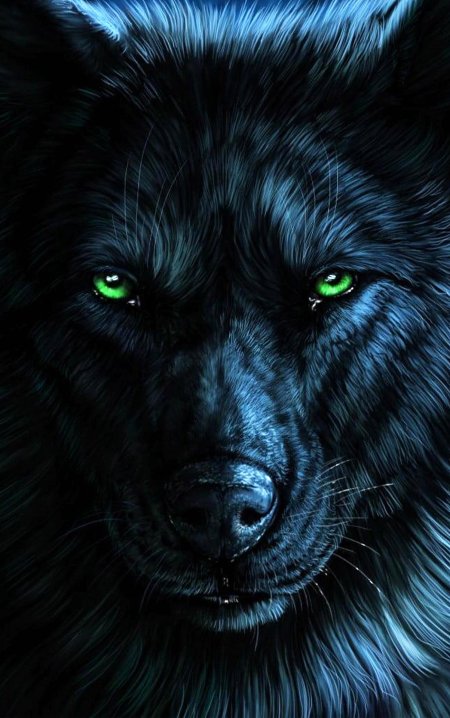 Черный волк с голубыми глазами