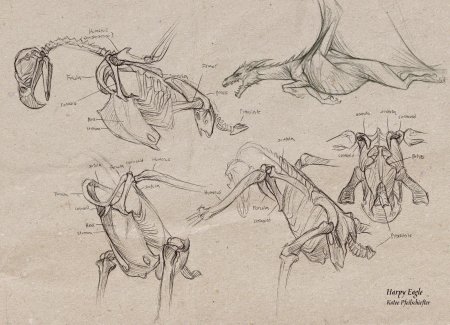 Дракон анатомия