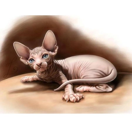 Кошка сфинкс