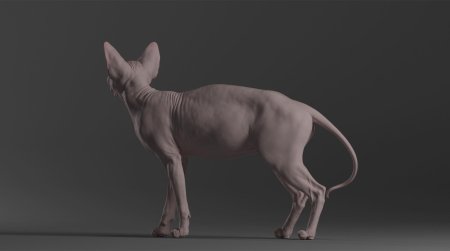 Sphynx cat d модель