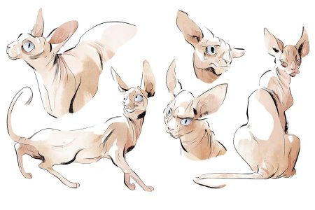 Кот сфинкс референс