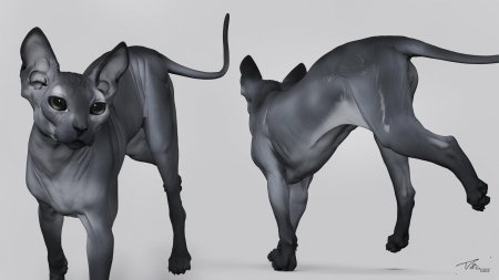 Канадский сфинкс серый