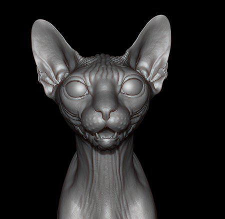 Сфинкс кот d