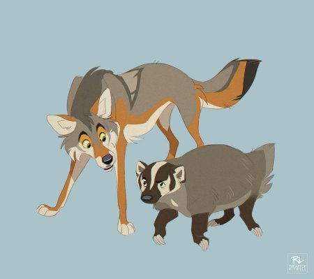 Койот и барсук охотятся вместе