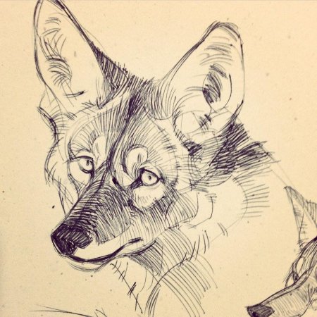 Эскиз животного