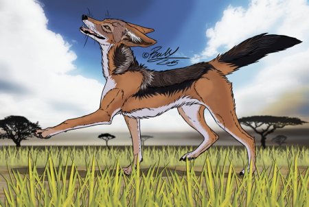 Чепрачный шакал