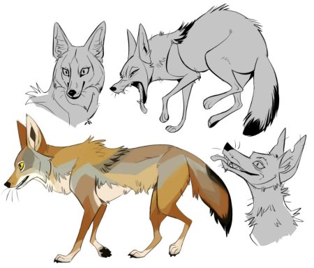 Шакал волк лиса койот