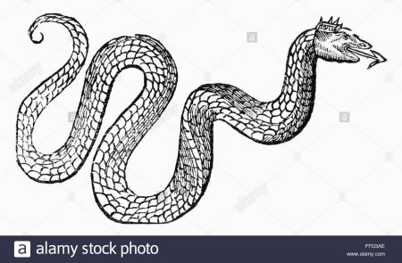 Рисунки для срисовки змеи