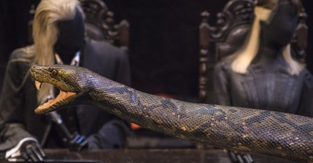 Нагайна из гарри поттера