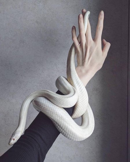 Змея эстетика пинтерест